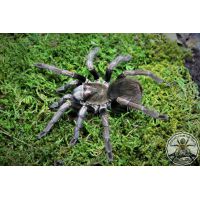 Pamphobeteus ultramarinus ADULT    [AF]